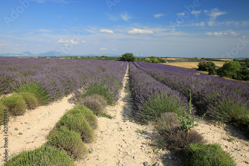 Fototapeta Naklejka Na Ścianę i Meble -  Lavendelfelder in der Provence