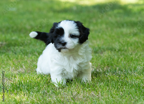 havanese puppy dog