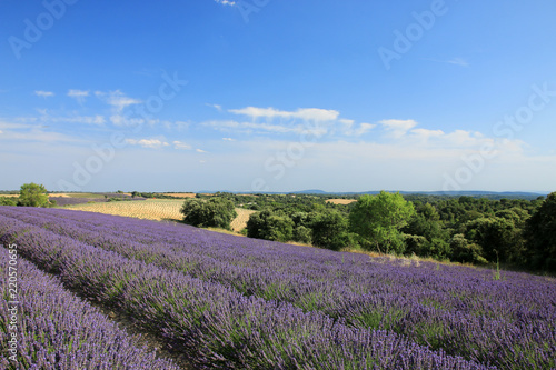 Fototapeta Naklejka Na Ścianę i Meble -  Lavendelfelder in der Provence