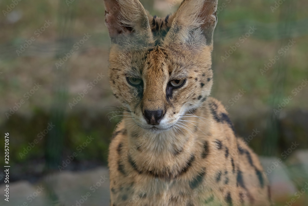 Obraz premium Serval