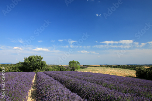 Fototapeta Naklejka Na Ścianę i Meble -  Lavendelfelder in der Provence