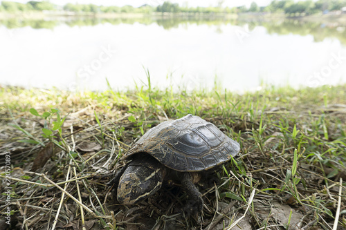 Turtle beautiful on grass in pond nature. photo