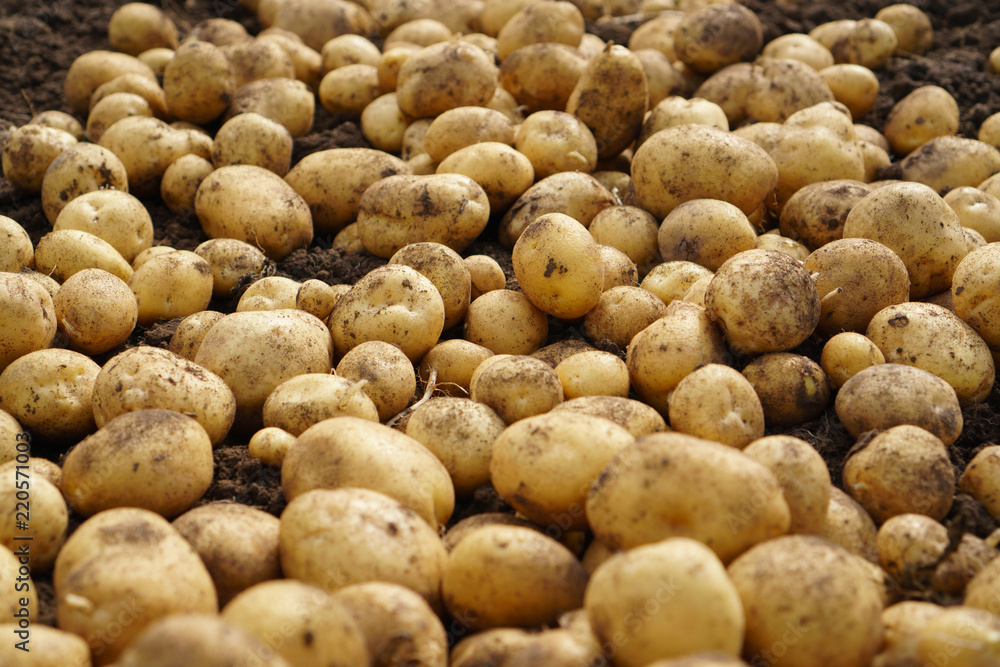 Fresh potato lying on the ground, good harvest and organic food. Fresh potato lying on the ground, good harvest and organic food.