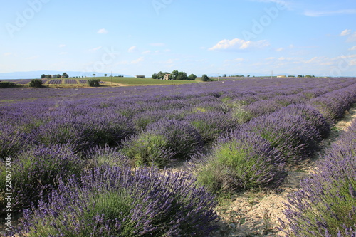 Fototapeta Naklejka Na Ścianę i Meble -  Lavendelfelder in der Provence