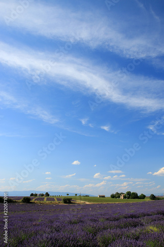 Fototapeta Naklejka Na Ścianę i Meble -  Lavendelfelder in der Provence
