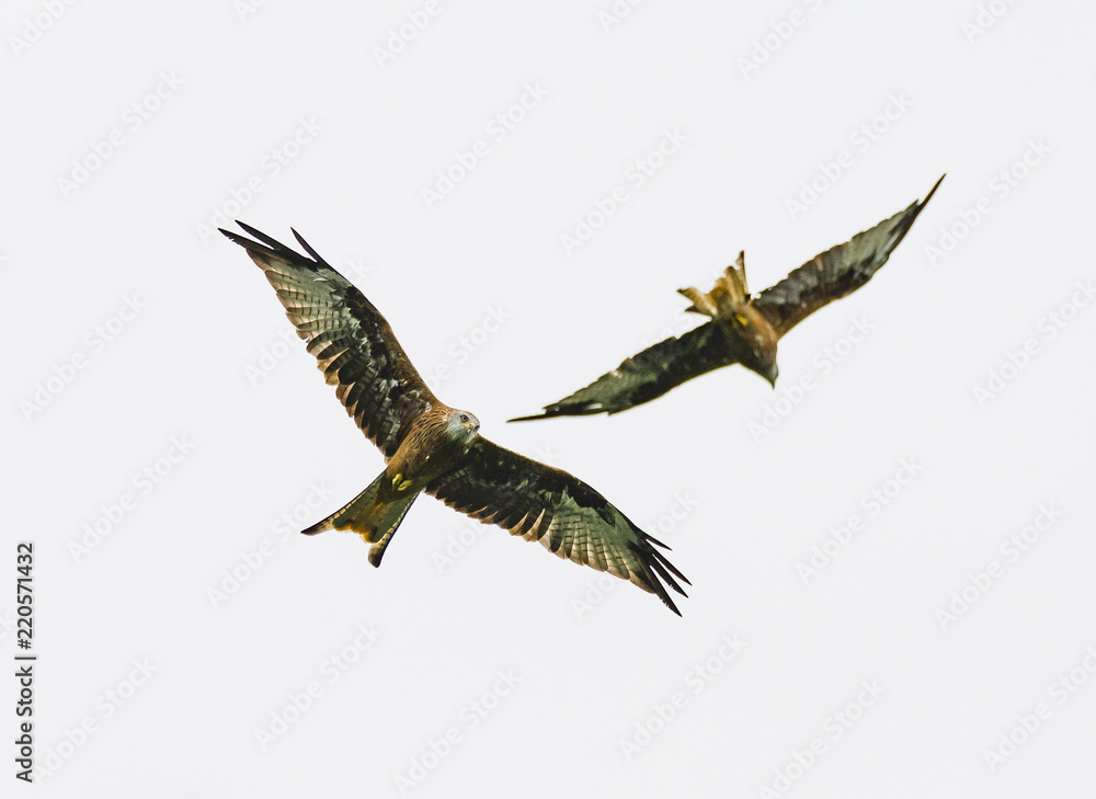 Obraz premium Red Kite