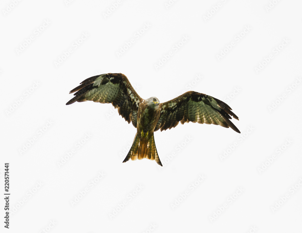 Fototapeta premium Red Kite