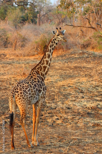 Giraffe in South Luangwa National Park - Zambia © Marco