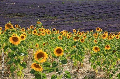 Fototapeta Naklejka Na Ścianę i Meble -  Lavendelfelder in der Provence