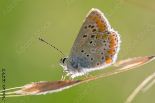 seul papillon azuré bleu posé sur un brin d'herbe en été en vue horizontale sur fonds vert