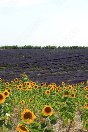 Fototapeta Naklejka Na Ścianę i Meble -  Lavendelfelder in der Provence