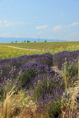 Fototapeta Naklejka Na Ścianę i Meble -  Lavendelfelder in der Provence