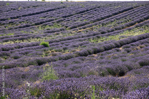 Fototapeta Naklejka Na Ścianę i Meble -  Lavendelfelder in der Provence