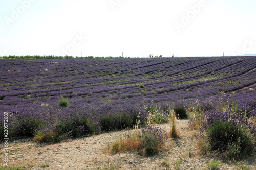 Fototapeta Naklejka Na Ścianę i Meble -  Lavendelfelder in der Provence