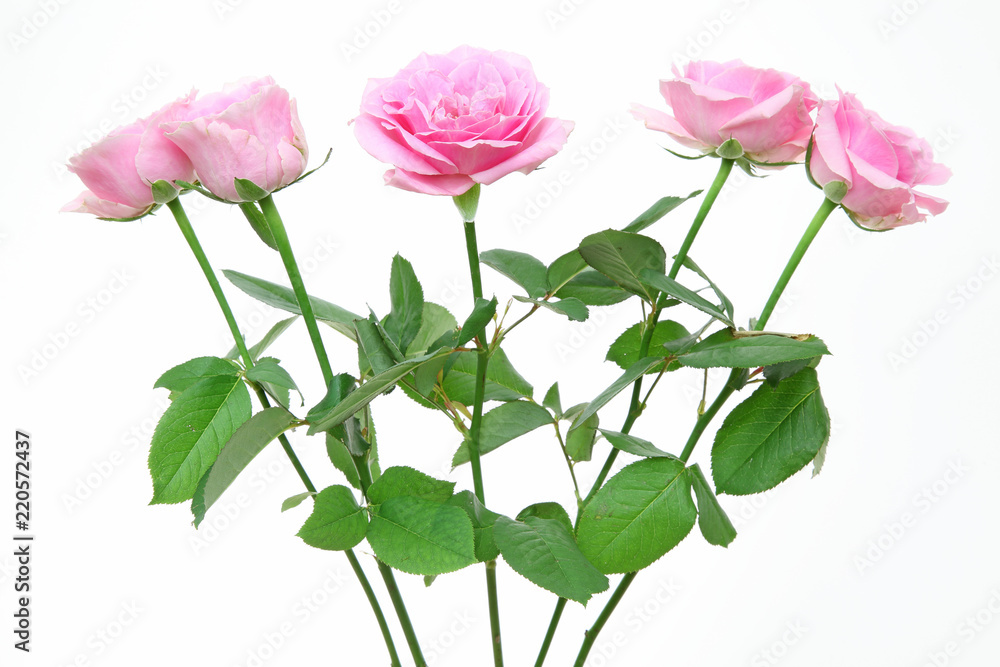 Obraz premium 薔薇