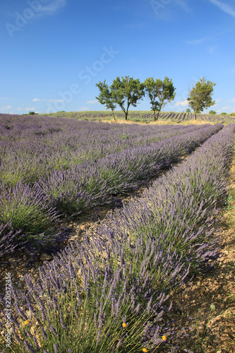Fototapeta Naklejka Na Ścianę i Meble -  Lavendelfelder in der Provence