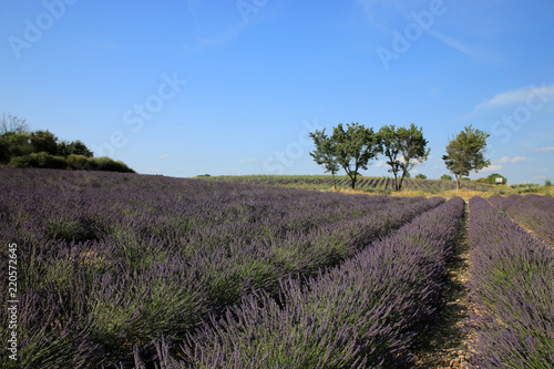 Fototapeta Naklejka Na Ścianę i Meble -  Lavendelfelder in der Provence