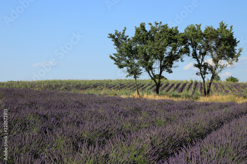 Fototapeta Naklejka Na Ścianę i Meble -  Lavendelfelder in der Provence