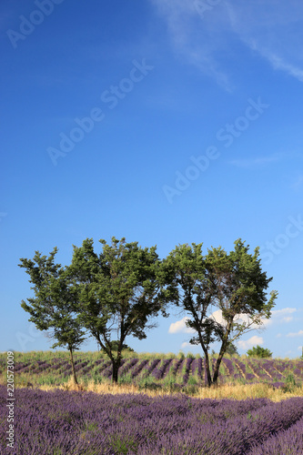 Fototapeta Naklejka Na Ścianę i Meble -  Lavendelfelder in der Provence