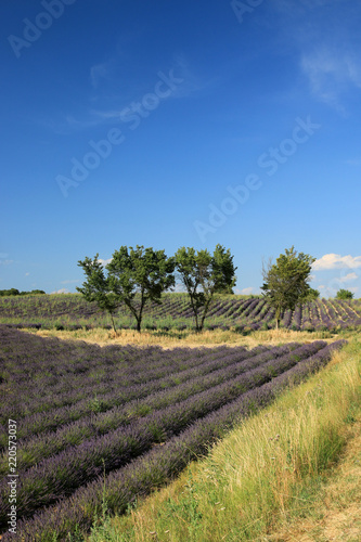 Fototapeta Naklejka Na Ścianę i Meble -  Lavendelfelder in der Provence