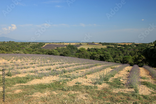 Fototapeta Naklejka Na Ścianę i Meble -  Lavendelfelder in der Provence