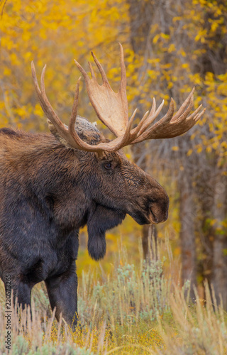 Bull Moose in the Autumn Rut in Wyoming