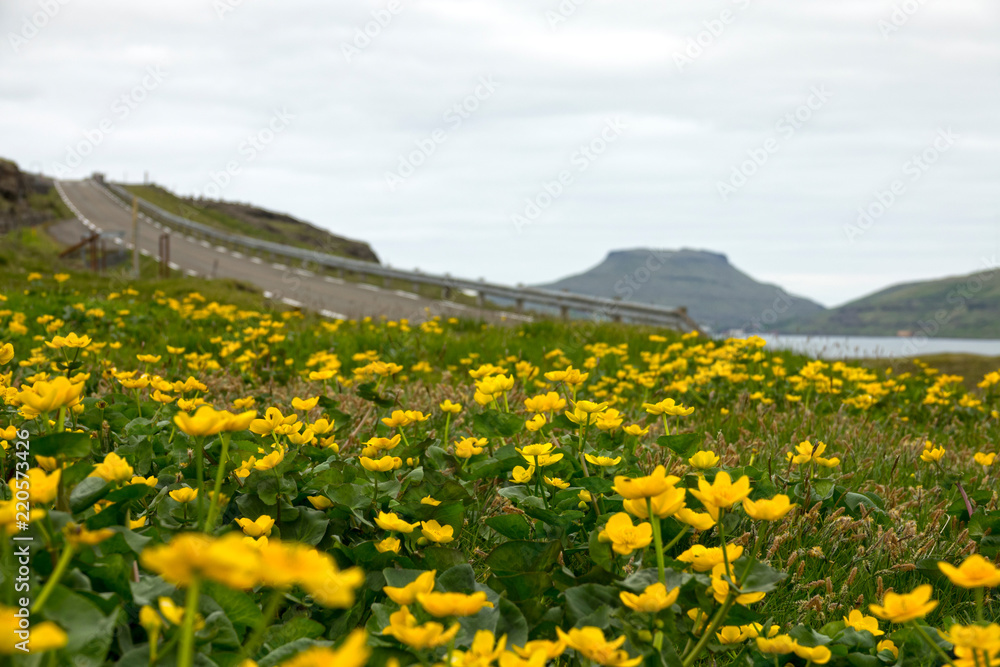 CLOSE UP: Beautiful field of yellow flowers spans along the scenic coastal road. CLOSE UP: Beautiful field of yellow flowers spans along the scenic coastal road.