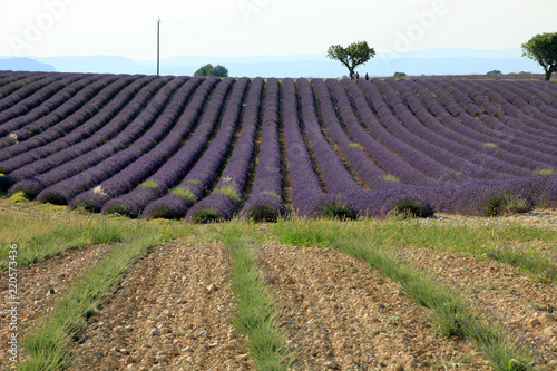 Fototapeta Naklejka Na Ścianę i Meble -  Lavendelfelder in der Provence