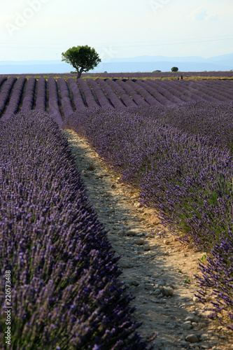 Fototapeta Naklejka Na Ścianę i Meble -  Lavendelfelder in der Provence