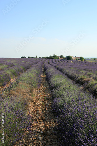 Fototapeta Naklejka Na Ścianę i Meble -  Lavendelfelder in der Provence