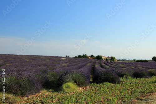 Fototapeta Naklejka Na Ścianę i Meble -  Lavendelfelder in der Provence