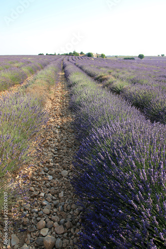 Fototapeta Naklejka Na Ścianę i Meble -  Lavendelfelder in der Provence