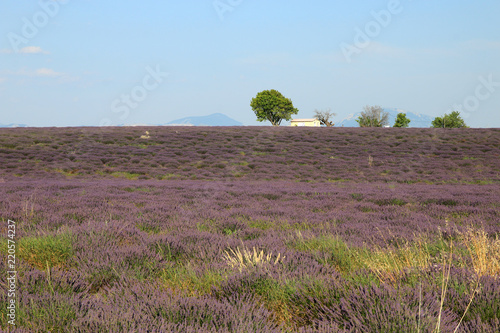 Fototapeta Naklejka Na Ścianę i Meble -  Lavendelfeld in der Provence