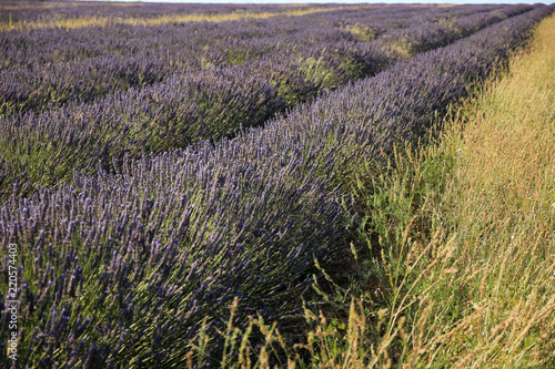 Fototapeta Naklejka Na Ścianę i Meble -  Lavendelfeld in der Provence