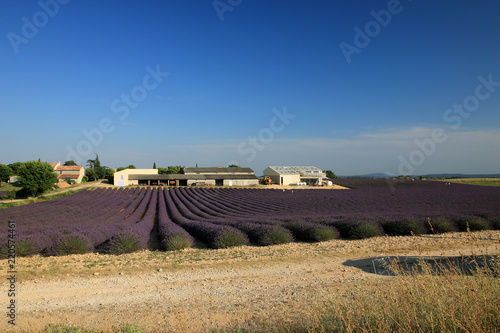 Fototapeta Naklejka Na Ścianę i Meble -  Lavendelfeld in der Provence
