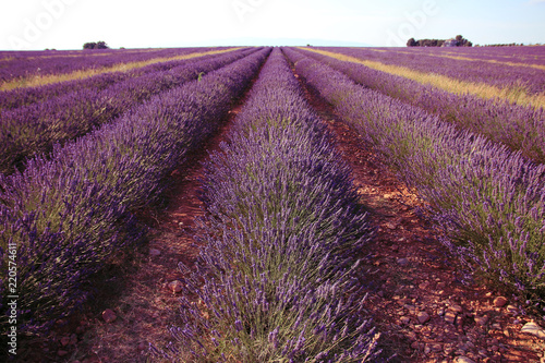 Fototapeta Naklejka Na Ścianę i Meble -  Lavendelfeld in der Provence