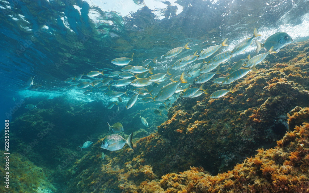 Mediterranean sea underwater a school of fish with rock below water surface, dreamfish Sarpa salpa with some white sea bream, France Mediterranean sea underwater a school of fish with rock below water surface, dreamfish Sarpa salpa with some white sea bream, France