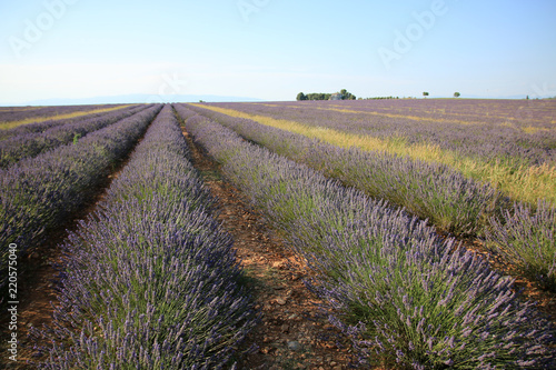 Lavendel in der Provence