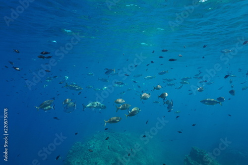 Mediterranean fishes shoal underwater near water surface ( damselfish and sea breams ), Cap de Creus, Costa Brava, Spain