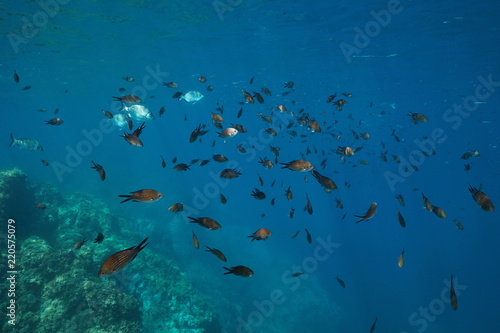 Mediterranean sea shoal of fish underwater (damselfish Chromis chromis and few white sea breams), marine reserve of Cerbere Banyuls, Pyrenees-Orientales, France
