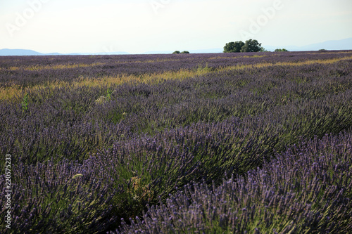 Fototapeta Naklejka Na Ścianę i Meble -  Lavendel in der Provence