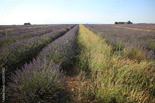 Fototapeta Naklejka Na Ścianę i Meble -  Lavendel in der Provence