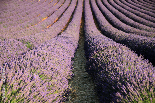 Fototapeta Naklejka Na Ścianę i Meble -  Lavendel in der Provence