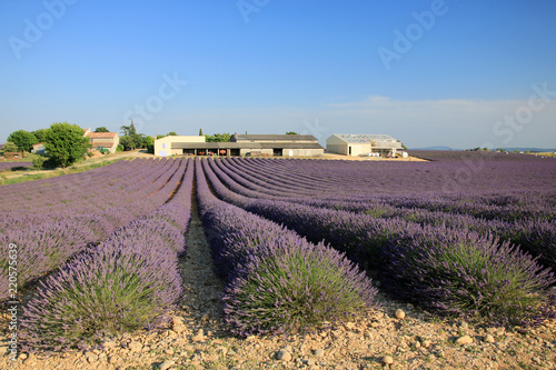 Fototapeta Naklejka Na Ścianę i Meble -  Lavendel in der Provence