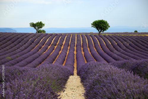 Fototapeta Naklejka Na Ścianę i Meble -  Lavendel in der Provence