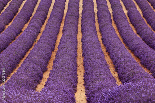 Fototapeta Naklejka Na Ścianę i Meble -  Lavendel in der Provence