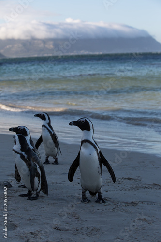 group of penguins in africa