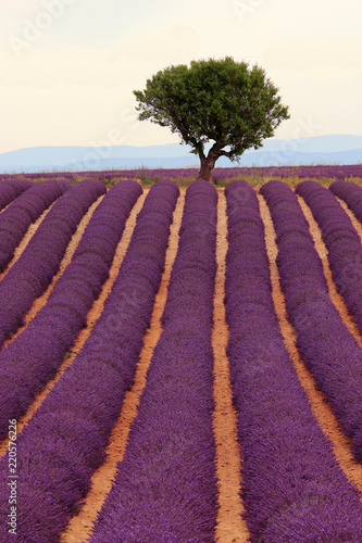 Fototapeta Naklejka Na Ścianę i Meble -  Lavendel in der Provence