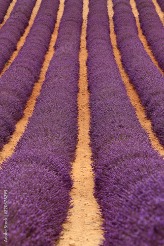 Fototapeta Naklejka Na Ścianę i Meble -  Lavendel in der Provence