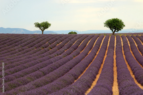 Fototapeta Naklejka Na Ścianę i Meble -  Lavendel in der Provence